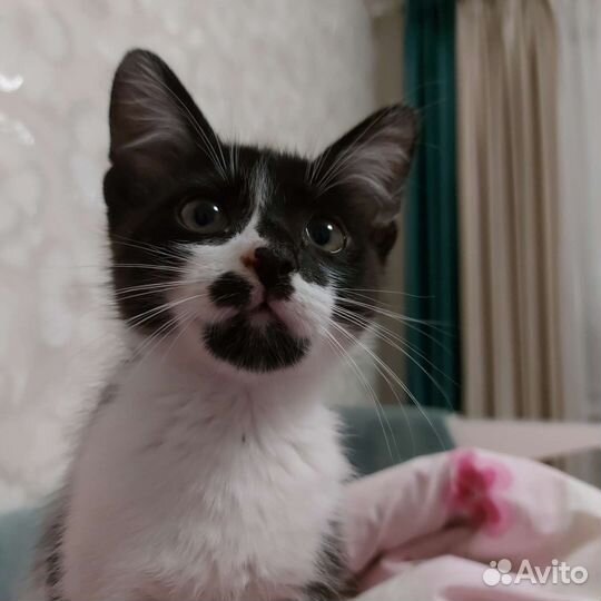 Котэ в добрые руки