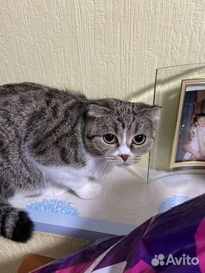 Вислоухая кошка