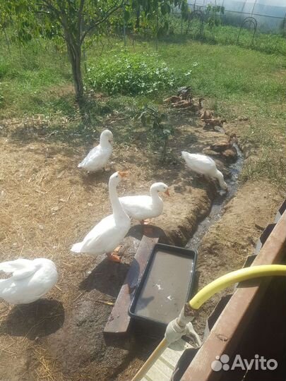Куры гуси утки