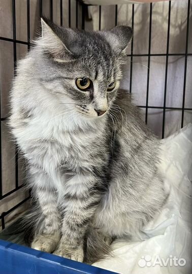 Шикарная красавица кошка