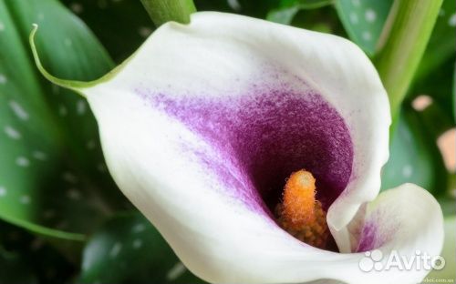 Каллы луковицы сорта Манго, Пикассо, Белая, и др