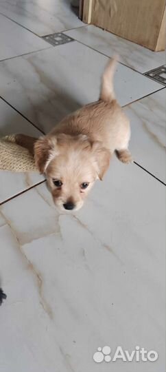 Щенки алопекис