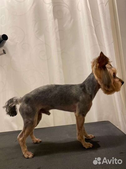 Йоркширский терьер вязка мальчик