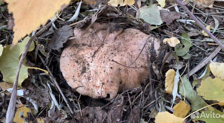 Грибы тополиная рядовка