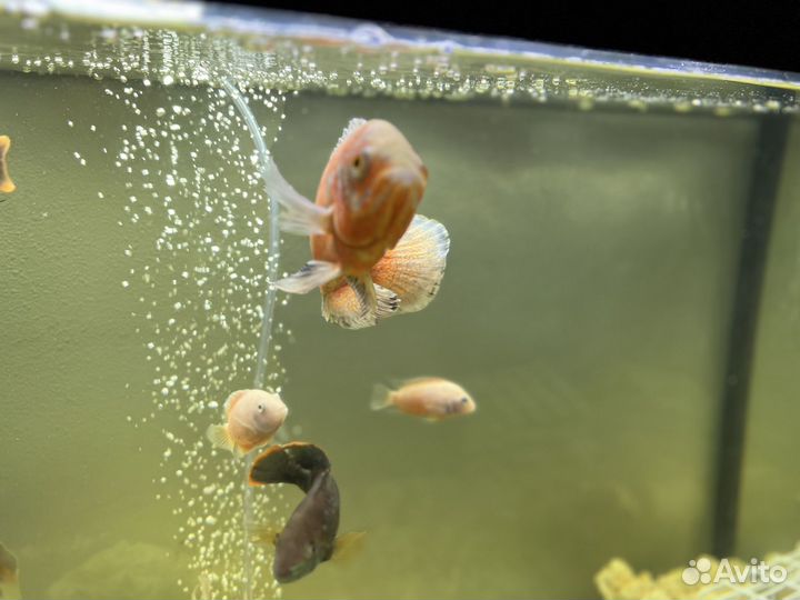 Аквариумные рыбы большие