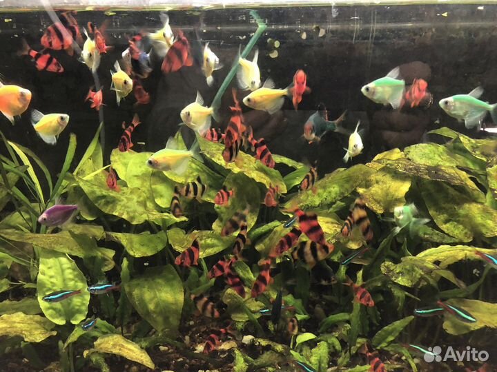 Барбусы, тернеции, меченосцы