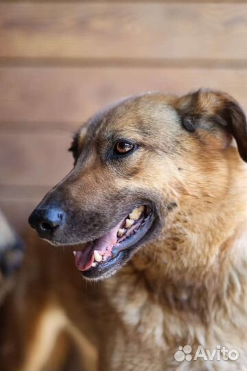 Мохнатое счастье-Кози