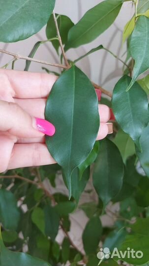 Фикус Голден кинг