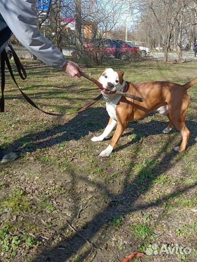 Передержка собак, домашнее содержание