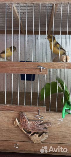 Продажа канареек самочки
