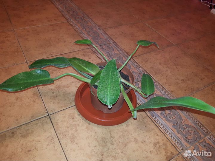 Филадендрон краснеющий