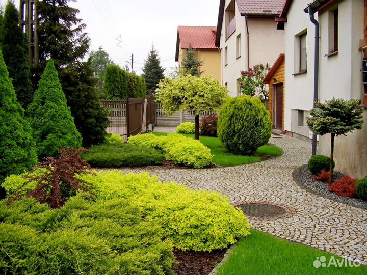 Туи с доставкой