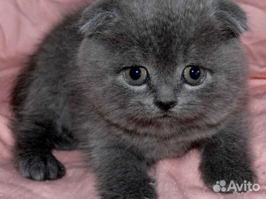 Котята вислоухие мрамор