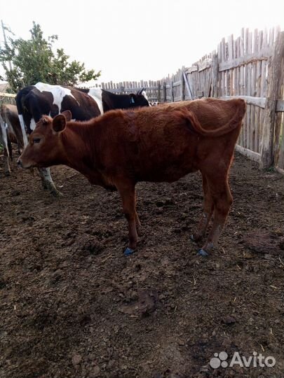 Бычки и Тёлочки