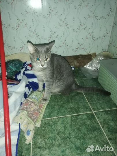 Кот в добрые руки