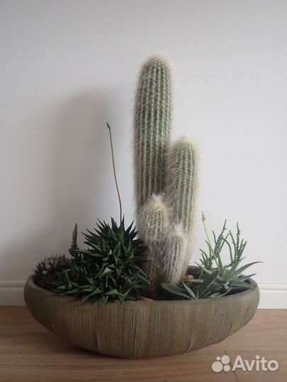 Кактус эспостоа большой 16 лет, композиция