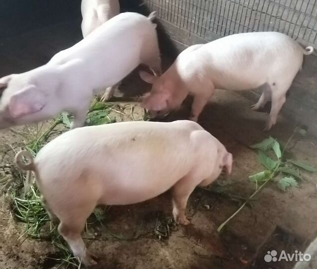 Поросенок Ландрас 10 мес, Свиноматка