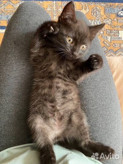 Котенок Фурфунчик (мальчик, 3,5 месяца)