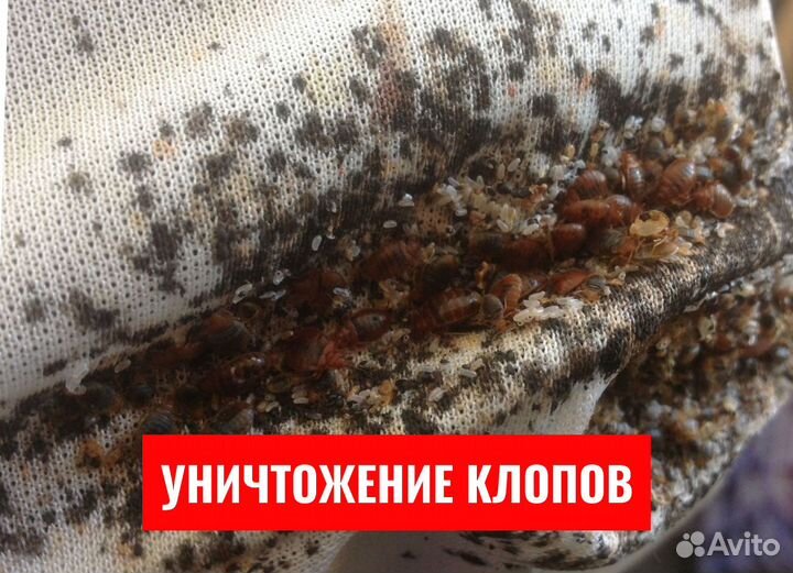 Уничтожение клопов, Травля тараканов, Дезинфекция