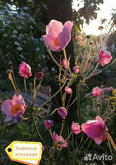 Цветы для сада