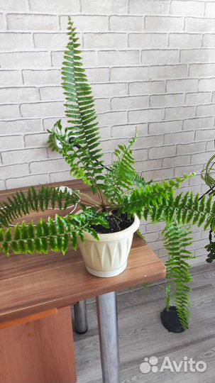 Папоротник