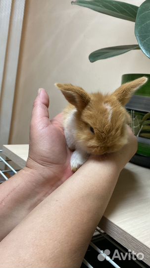 Декоративные кролики вислокхие барашки