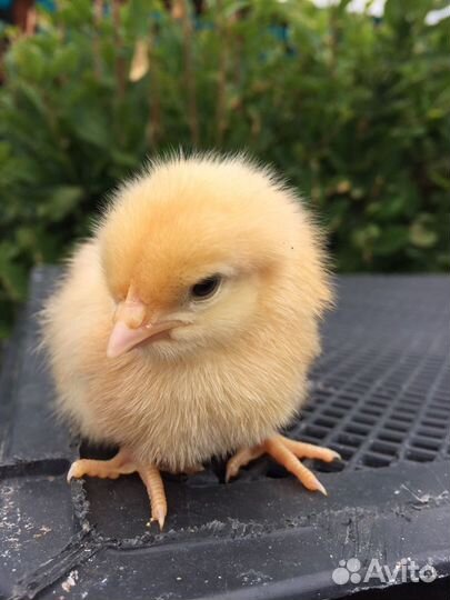 Суточный бройлер