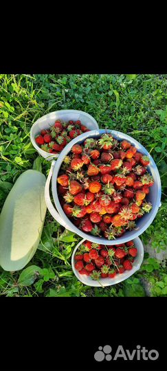 Рассада клубники