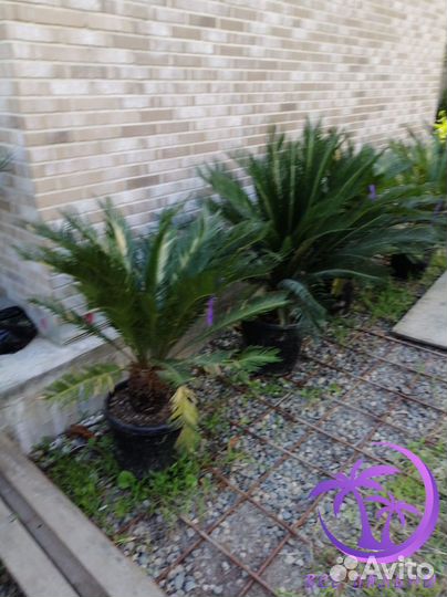 Пальма Цикас