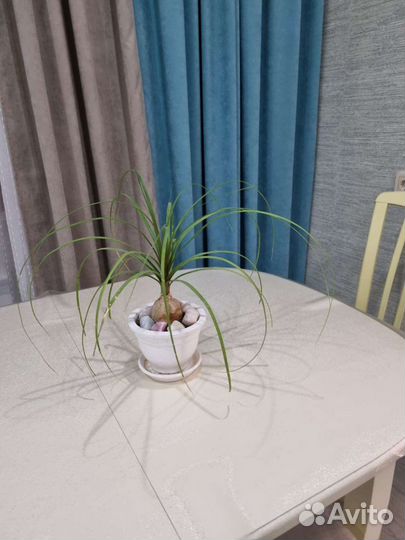 Бокарнея нолина