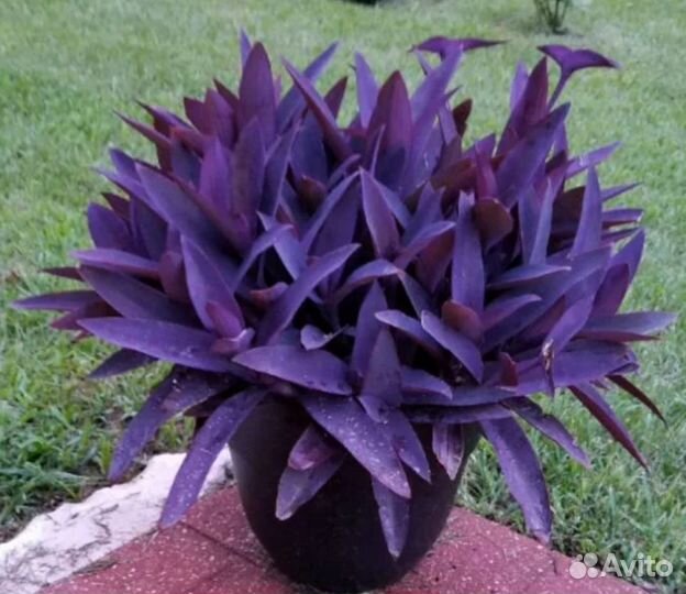 Комнатные растения цветы