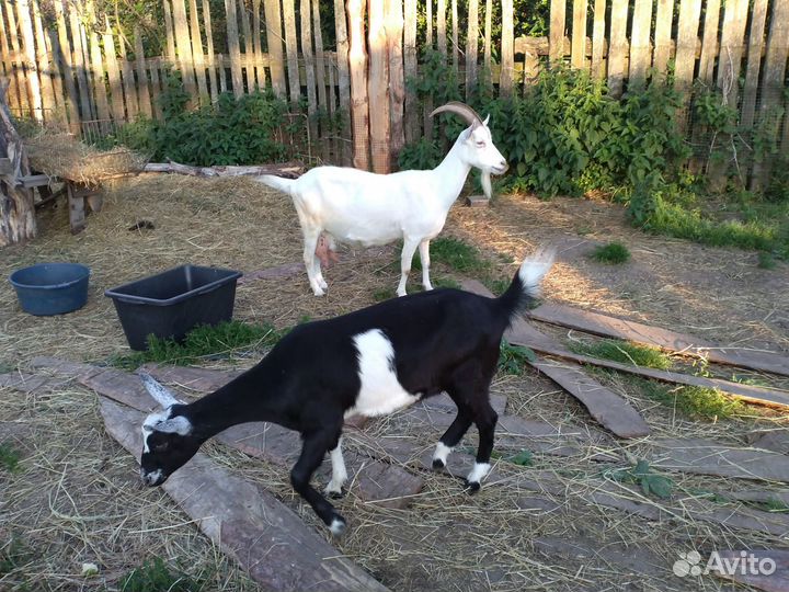 Козы и козлята