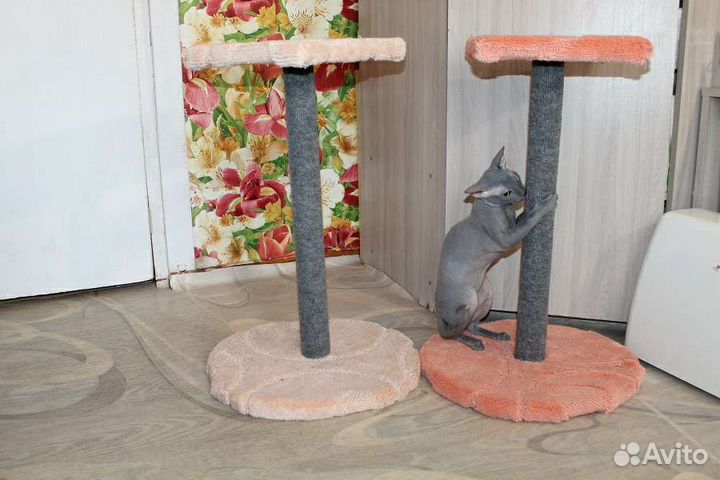 Когтеточка