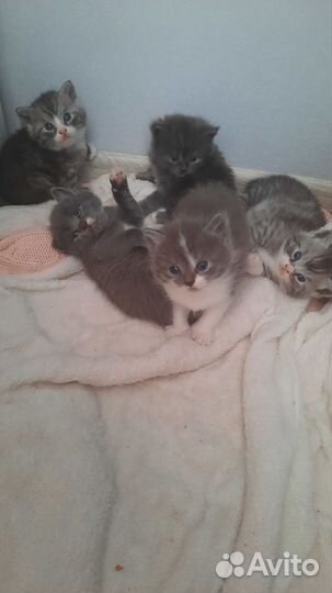 Котята в добрые руки