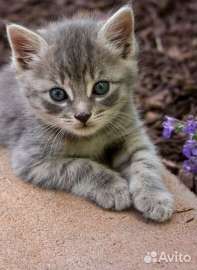 Ищем дом котятам