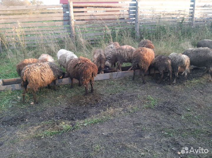 Овцы с ягнята