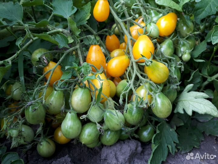 Семена томатов,перца,цветов,арбузы,земляника,фасол