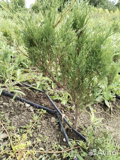 Можжевельник казацкий