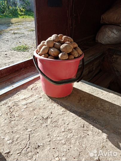 Продам картофель мелкий