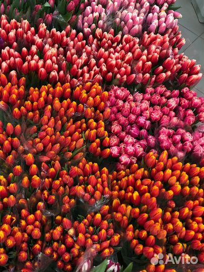Тюльпан на 8 марта опт мелкий