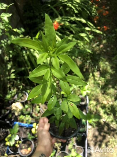 Жасмин (желтый) голоцветковый