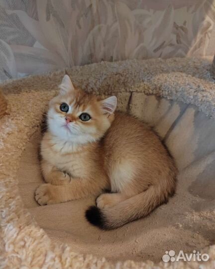 Золотая шиншилла