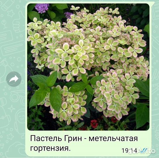 Гортензии метельчатые в ассортименте