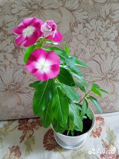 Катарантус