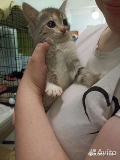 Малышка в добрые руки