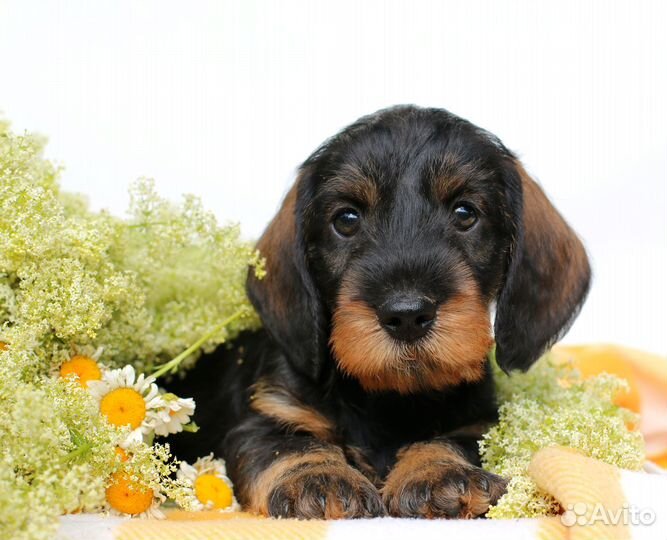 Щенки стандартной жесткошерстной таксы. РКФ