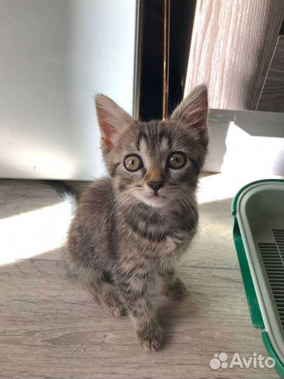 Котенок, над которым издевались, ищет дом