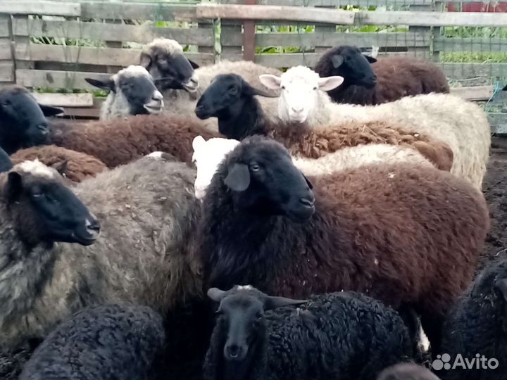 Хозяйство: козы,козлы, овцы, поросята
