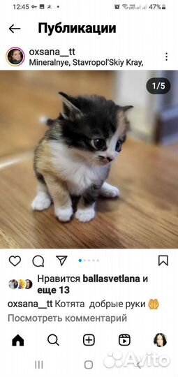 Котята в добрые руки приучены к лотку