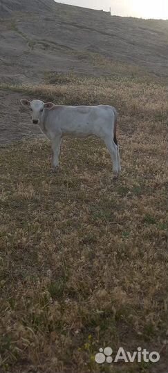 Телки порода красностепные